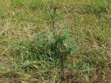 genus Cirsium. Готовящееся зацвести растение. Беларусь, Минский р-н, остановочный пункт Зелёное, луг между лесом и частным сектором. 28.05.2016.