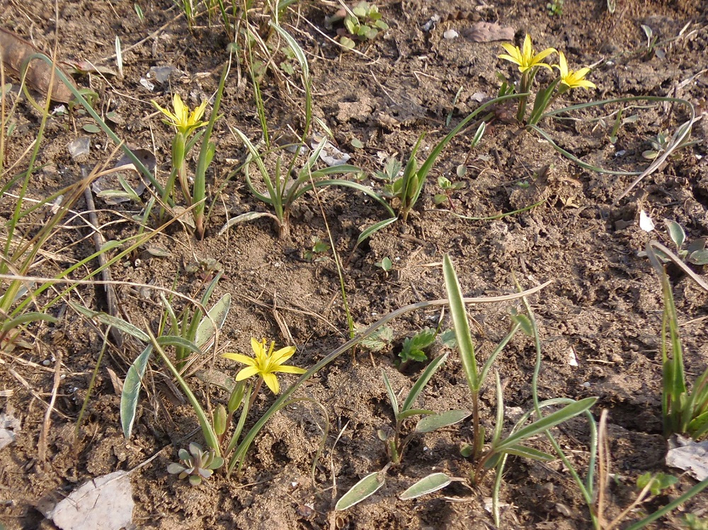 Image of genus Gagea specimen.