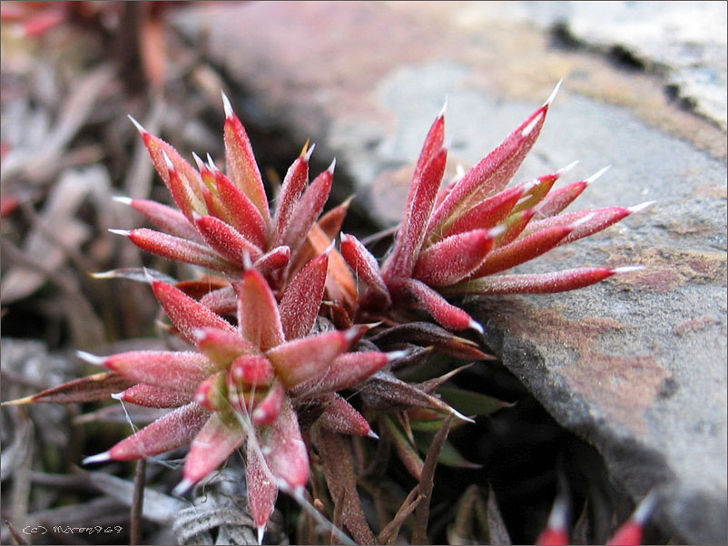 Изображение особи Saxifraga omolojensis.