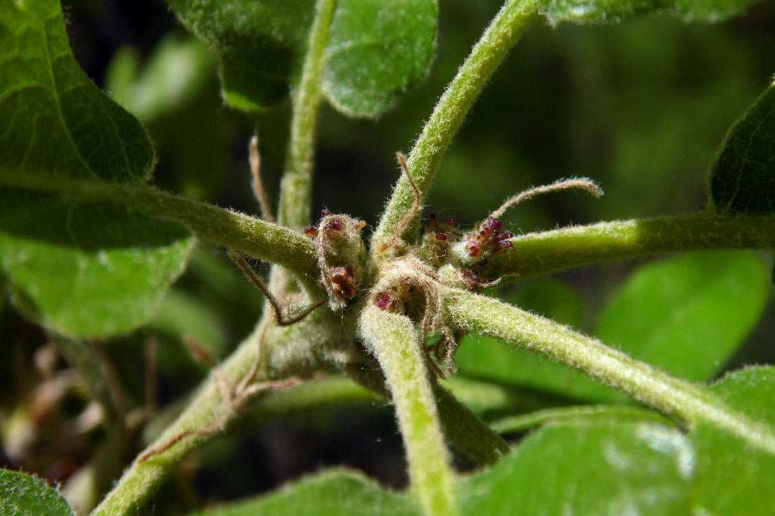 Image of Quercus pubescens specimen.