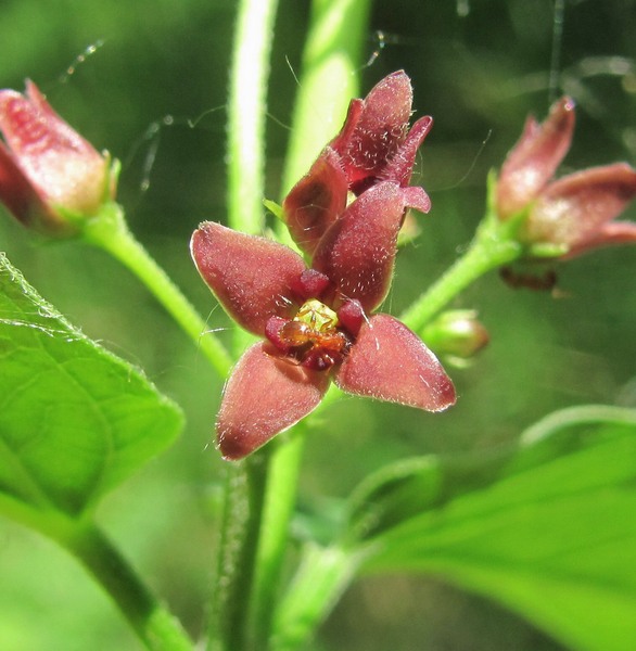 Image of Vincetoxicum scandens specimen.