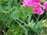 Lathyrus tuberosus