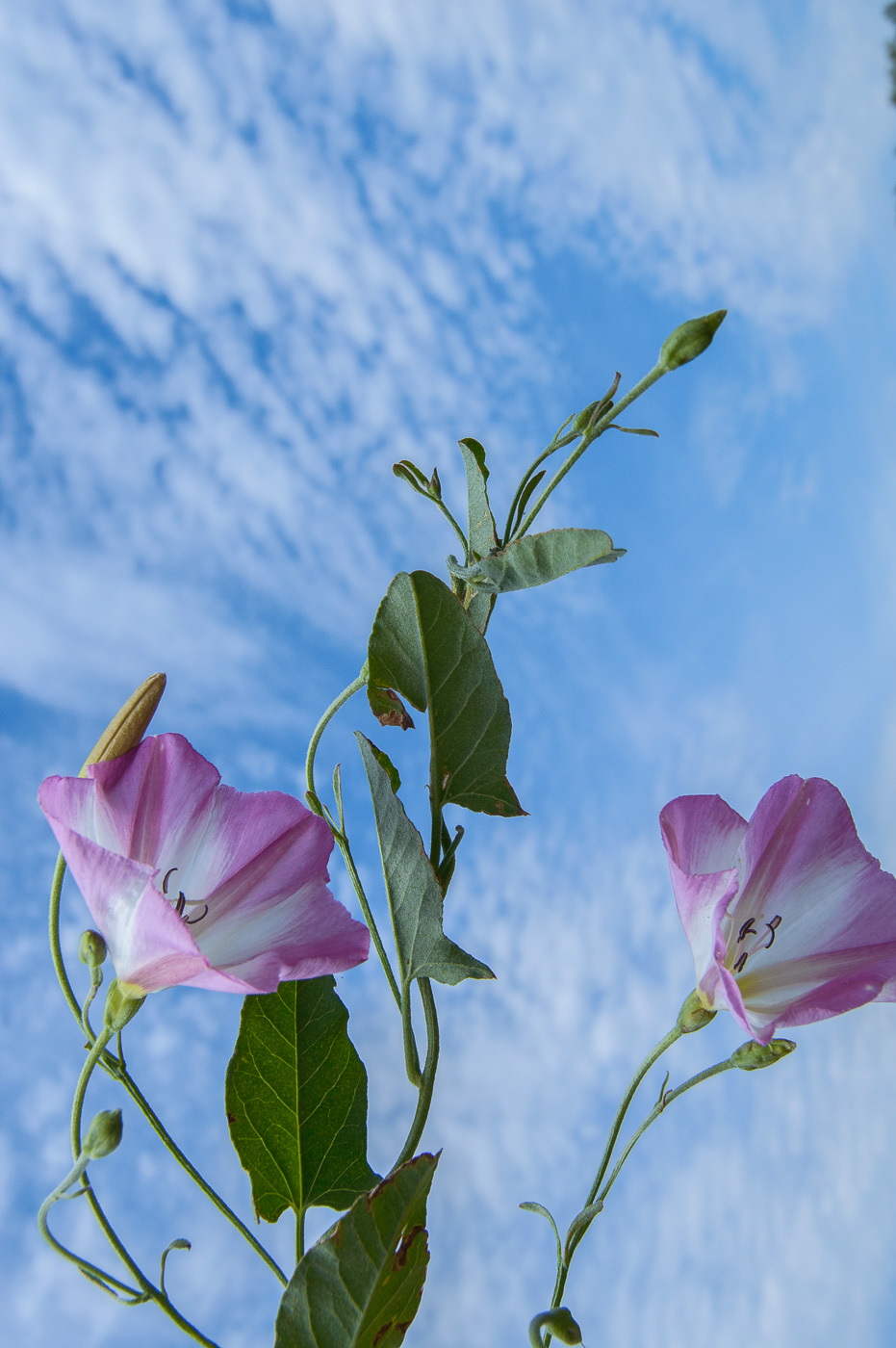 Изображение особи Convolvulus arvensis.