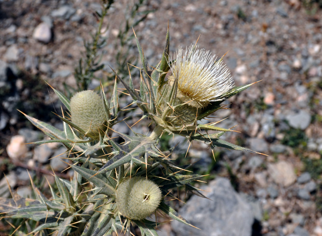 Image of Cirsium turkestanicum specimen.