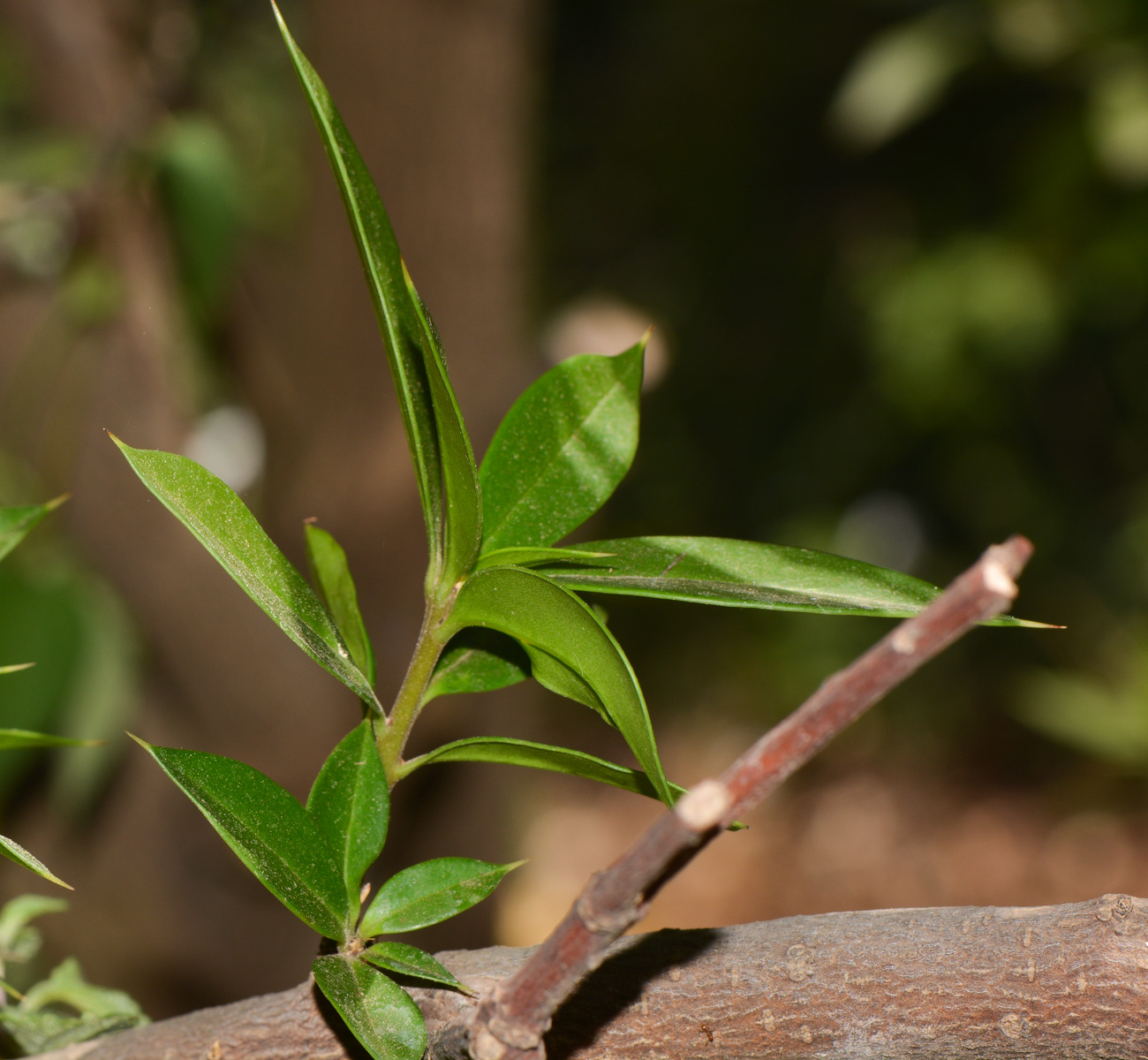 Image of Bonellia macrocarpa specimen.