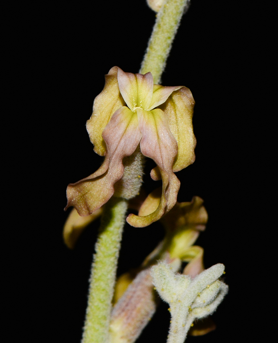 Image of Matthiola arabica specimen.