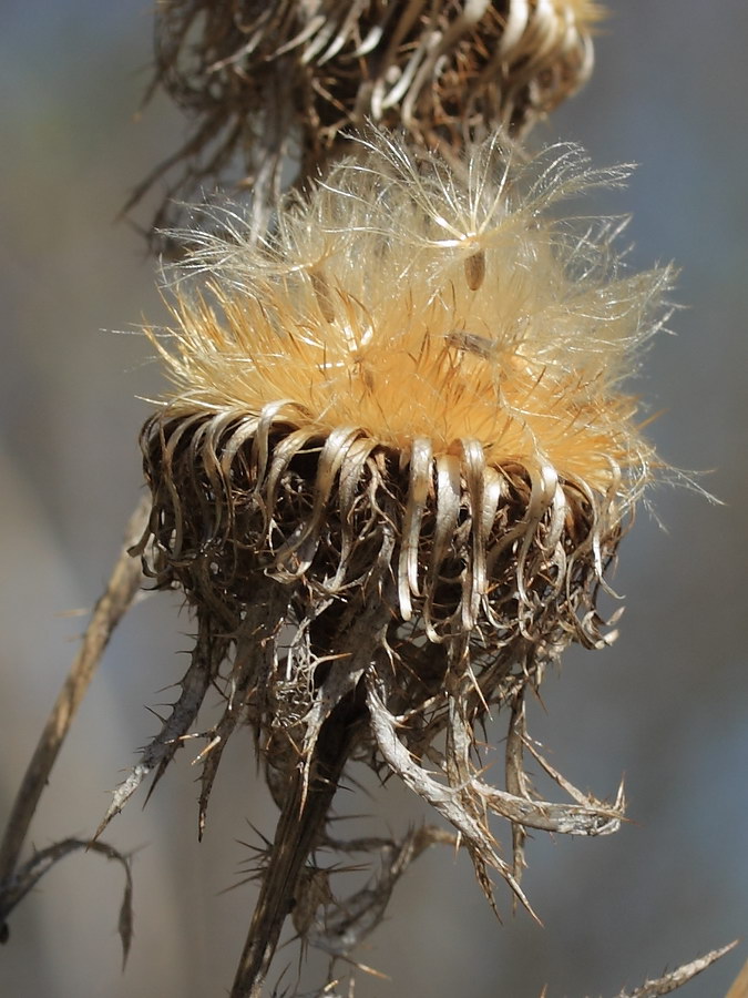 Image of Carlina fennica specimen.