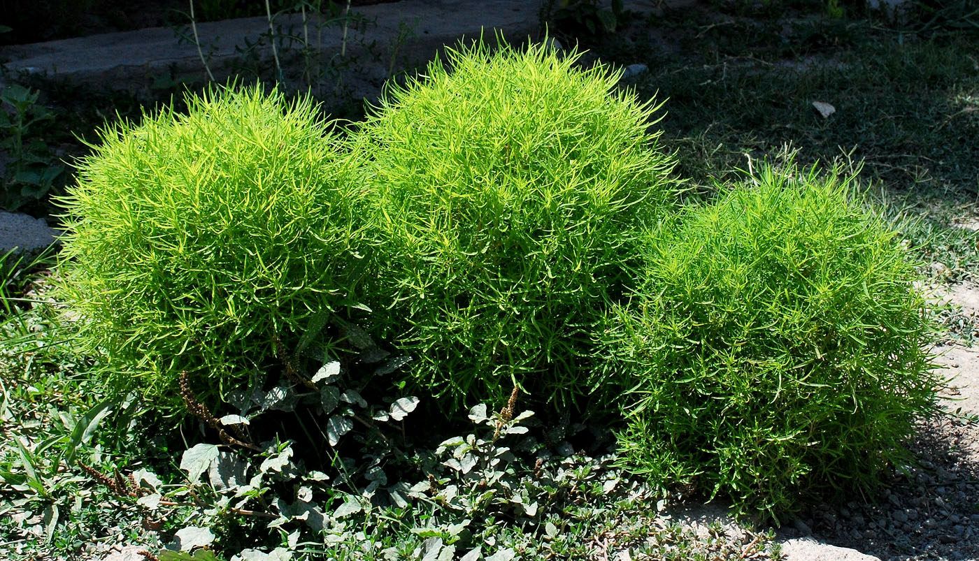 Image of Bassia scoparia f. trichophylla specimen.