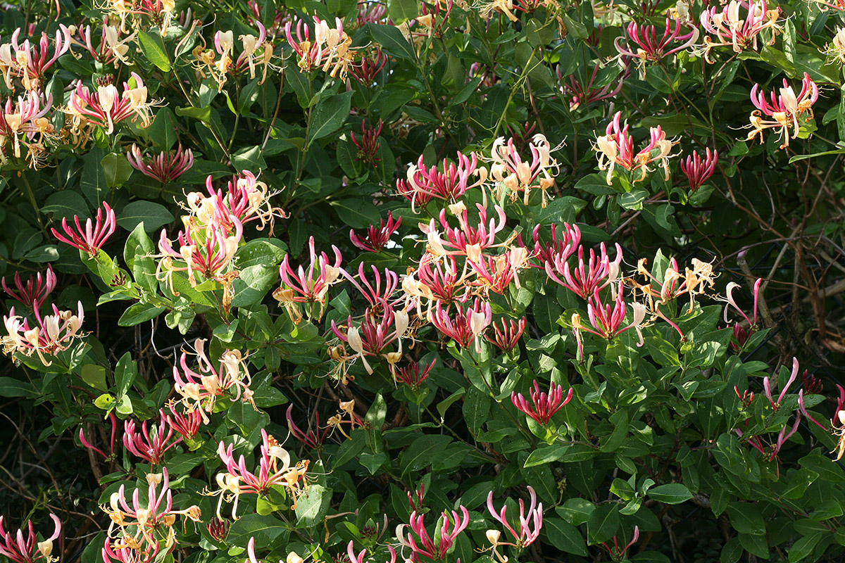 Image of Lonicera periclymenum specimen.