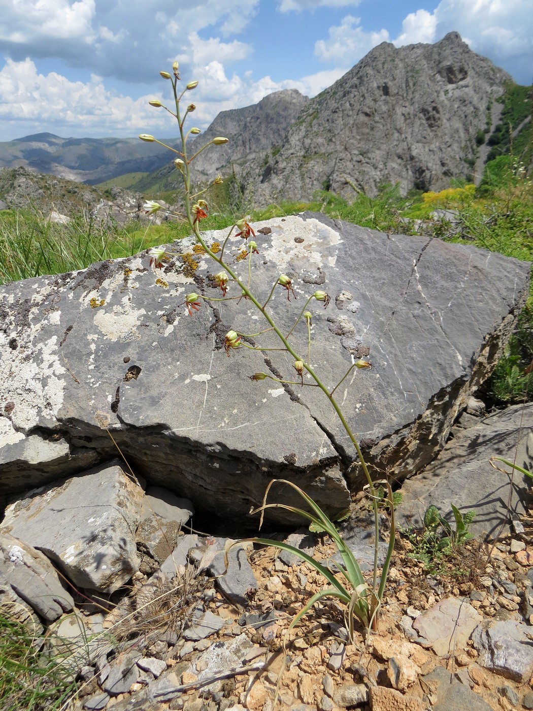 Изображение особи Eremurus soogdianus.