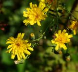 Hieracium robustum. Верхушка побега с бутонами и соцветиями. Восточный Казахстан, г. Усть-Каменогорск, восточные окр., Лесхоз, пологий склон сопки, овраг. 04.08.2017.