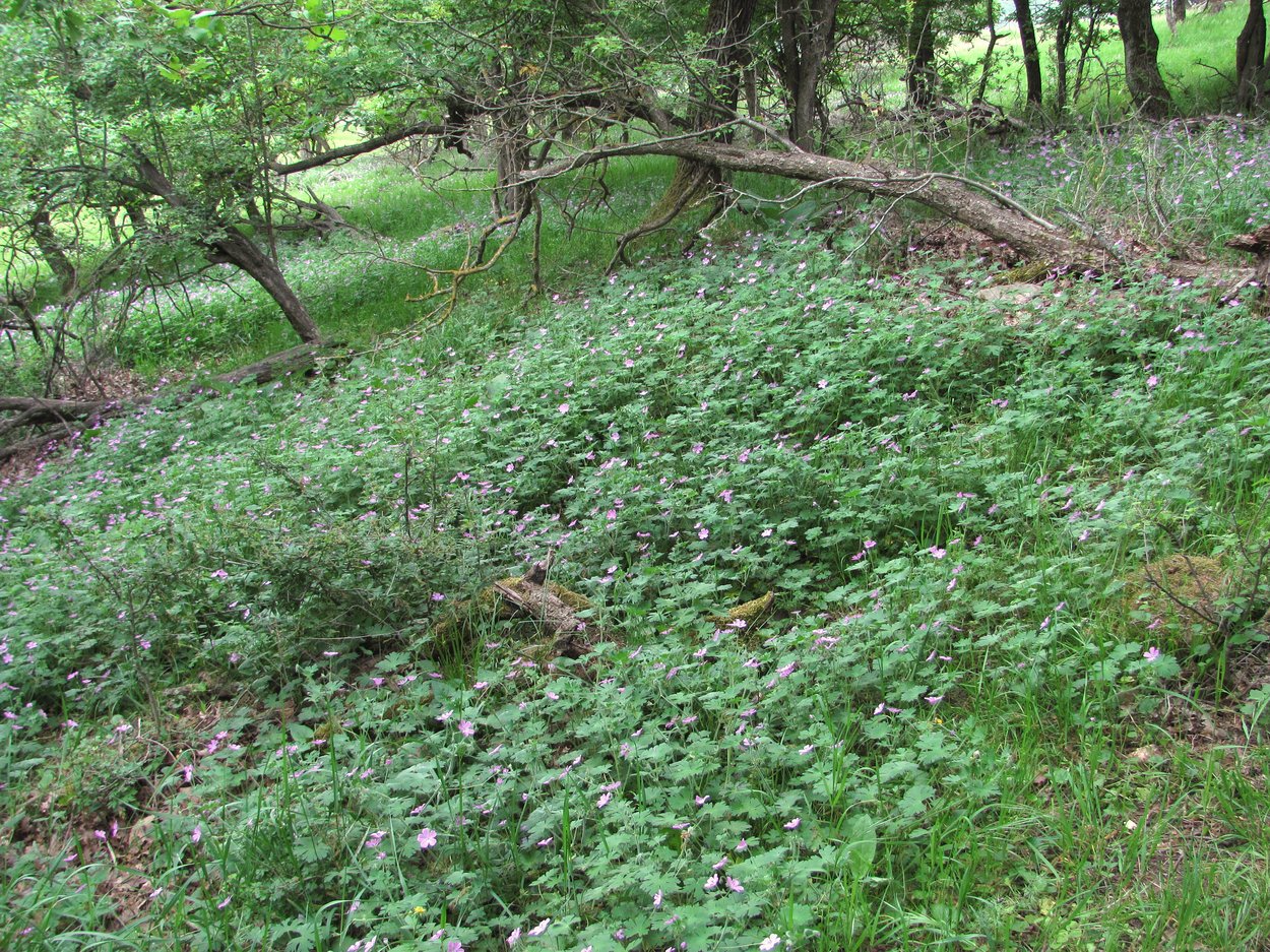 Image of Geranium albanum specimen.