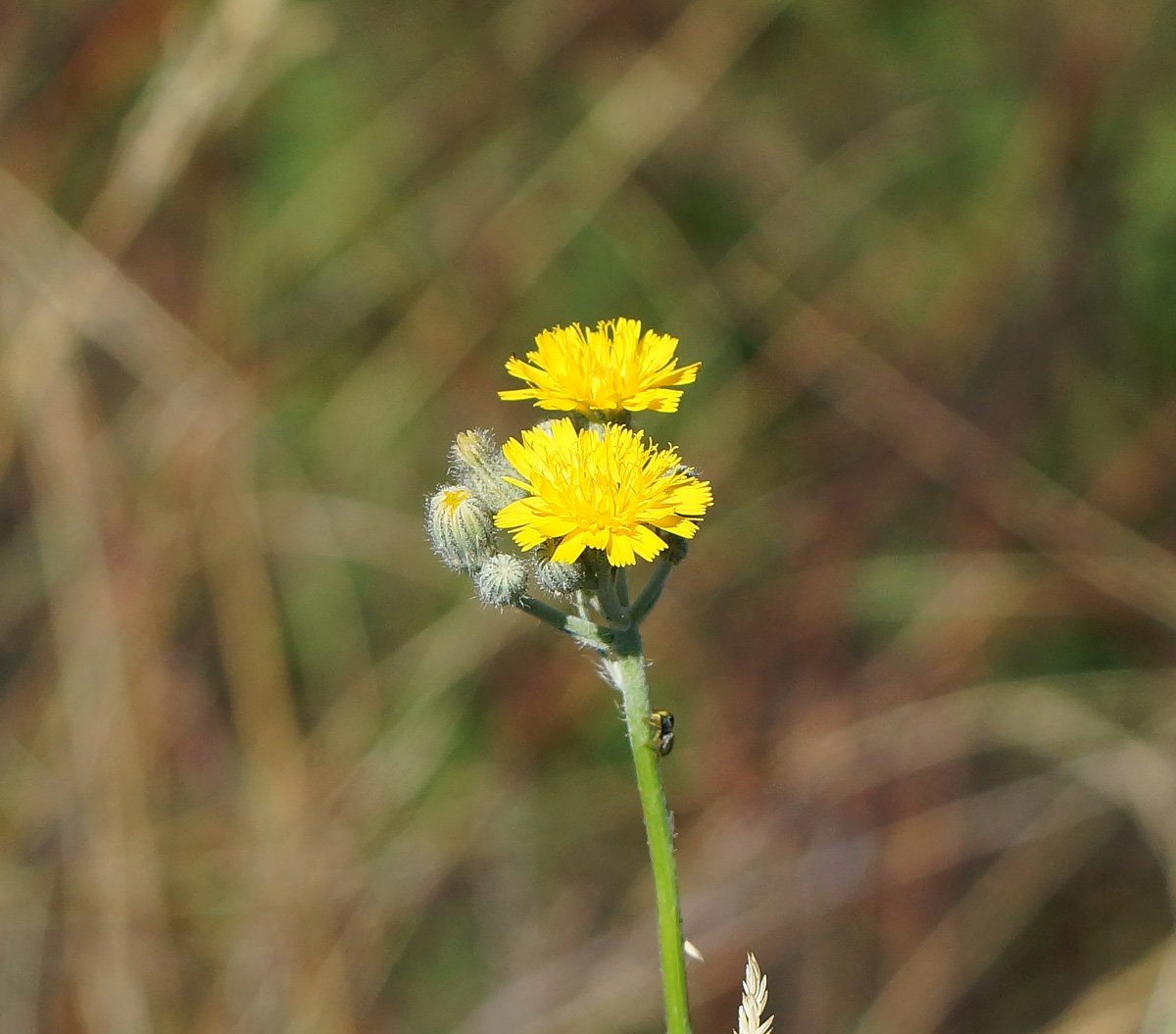 Изображение особи Pilosella procera.