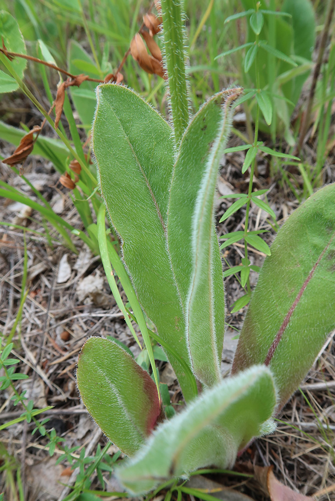 Image of Trommsdorffia maculata specimen.