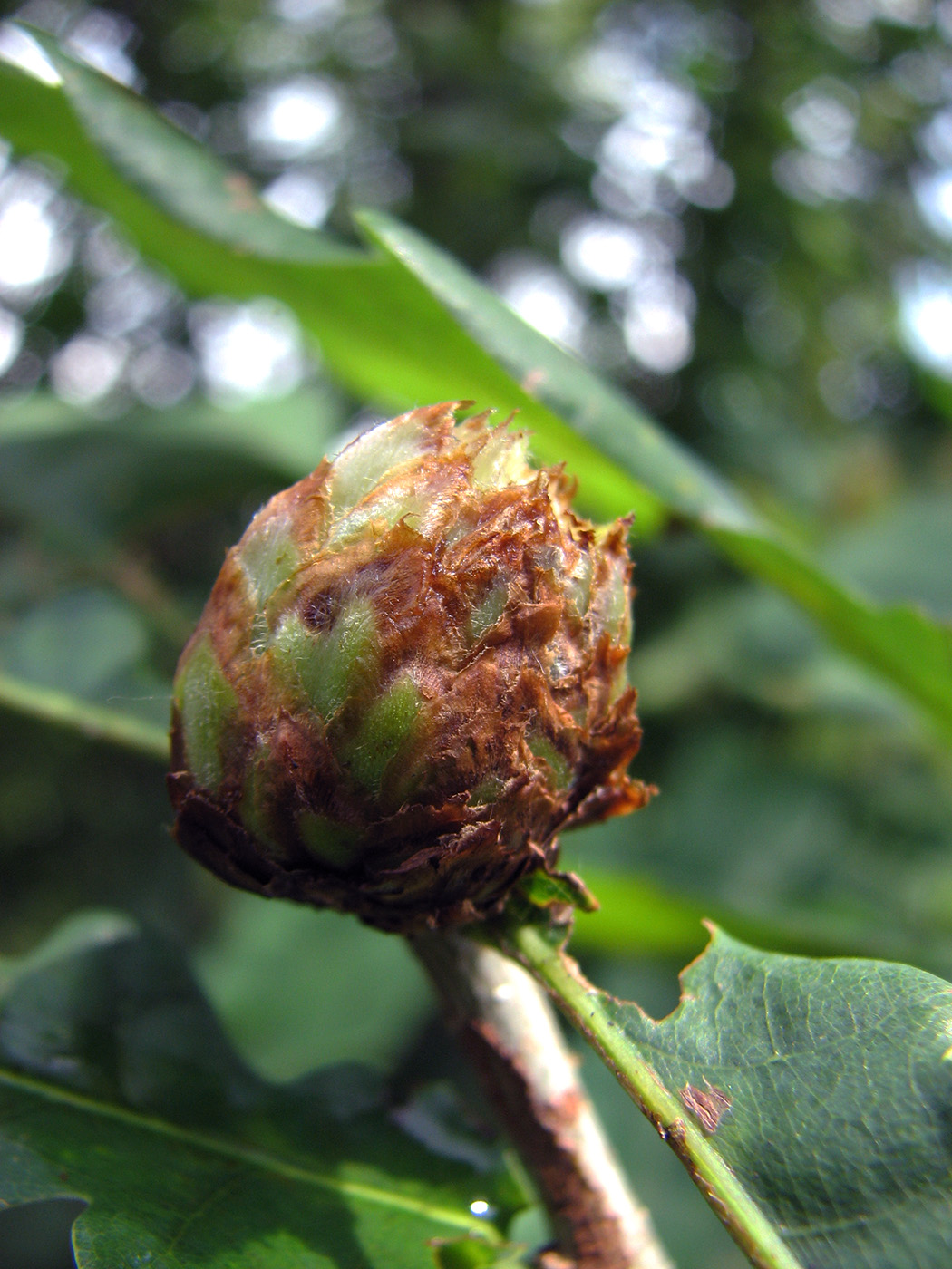 Image of Quercus robur specimen.