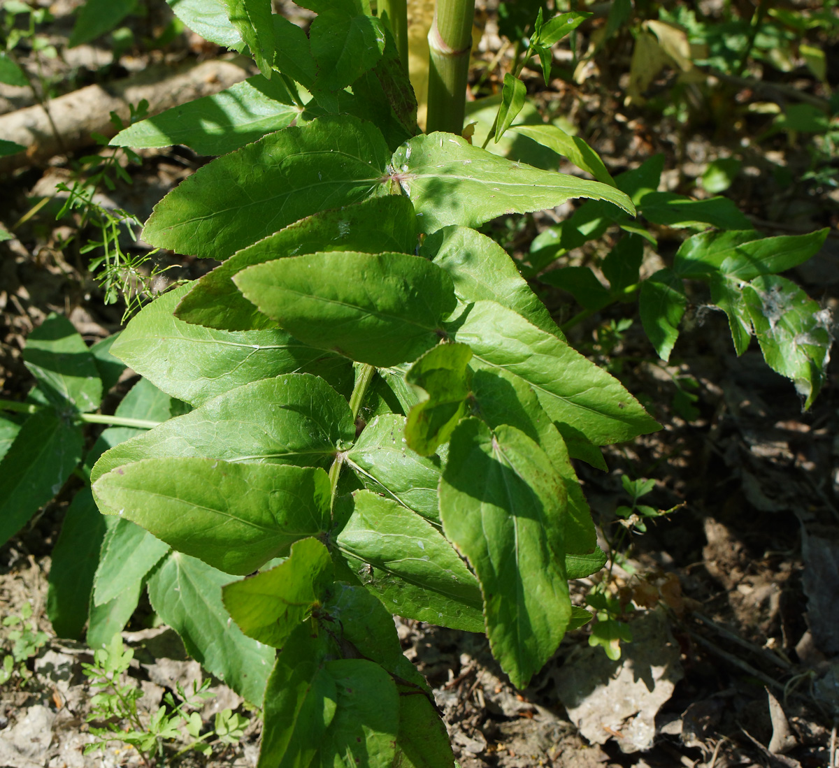 Image of Sium latifolium specimen.