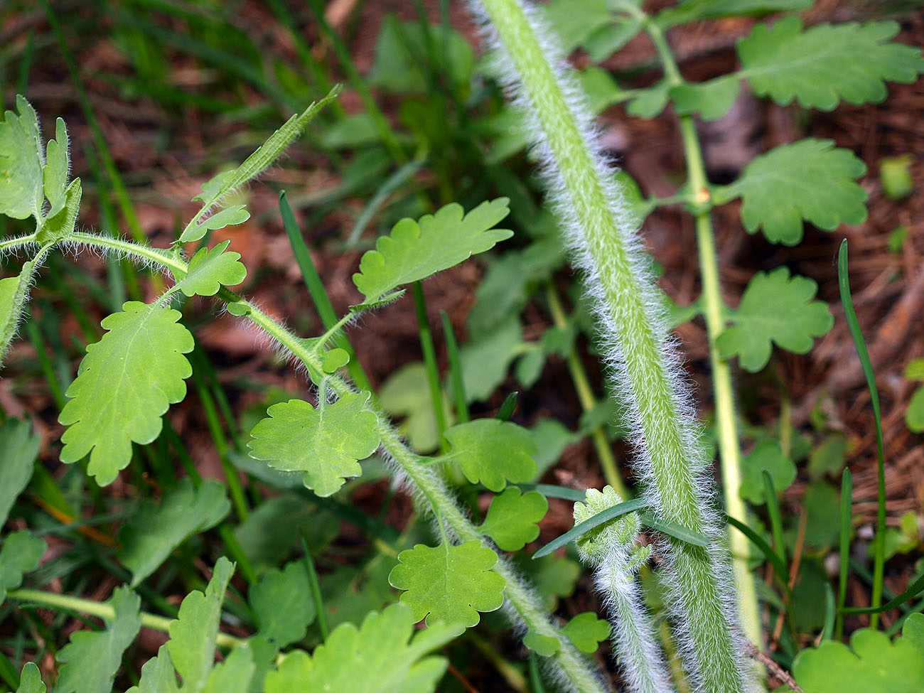 Image of Chelidonium majus specimen.