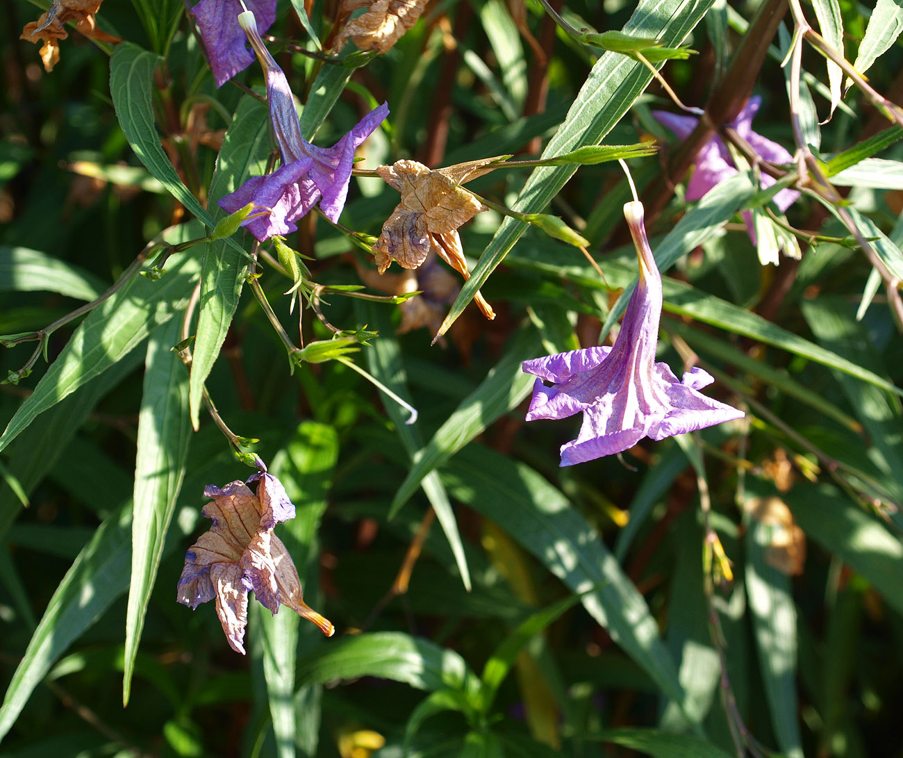 Image of Ruellia simplex specimen.