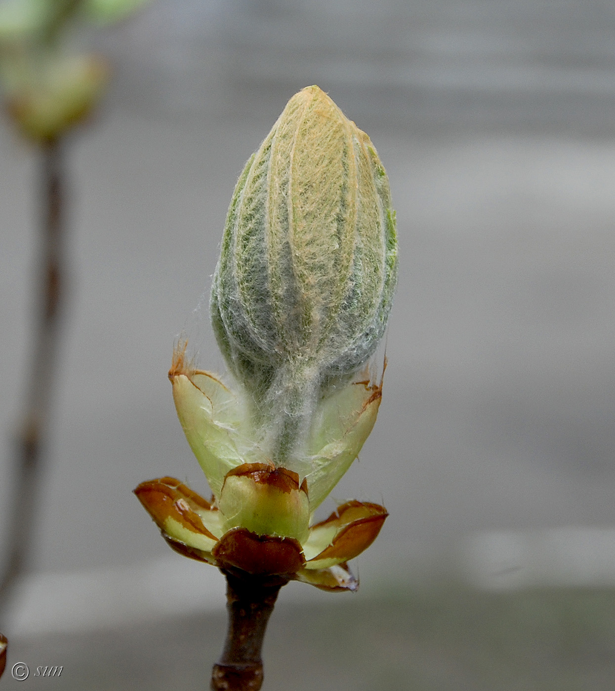 Image of Aesculus hippocastanum specimen.