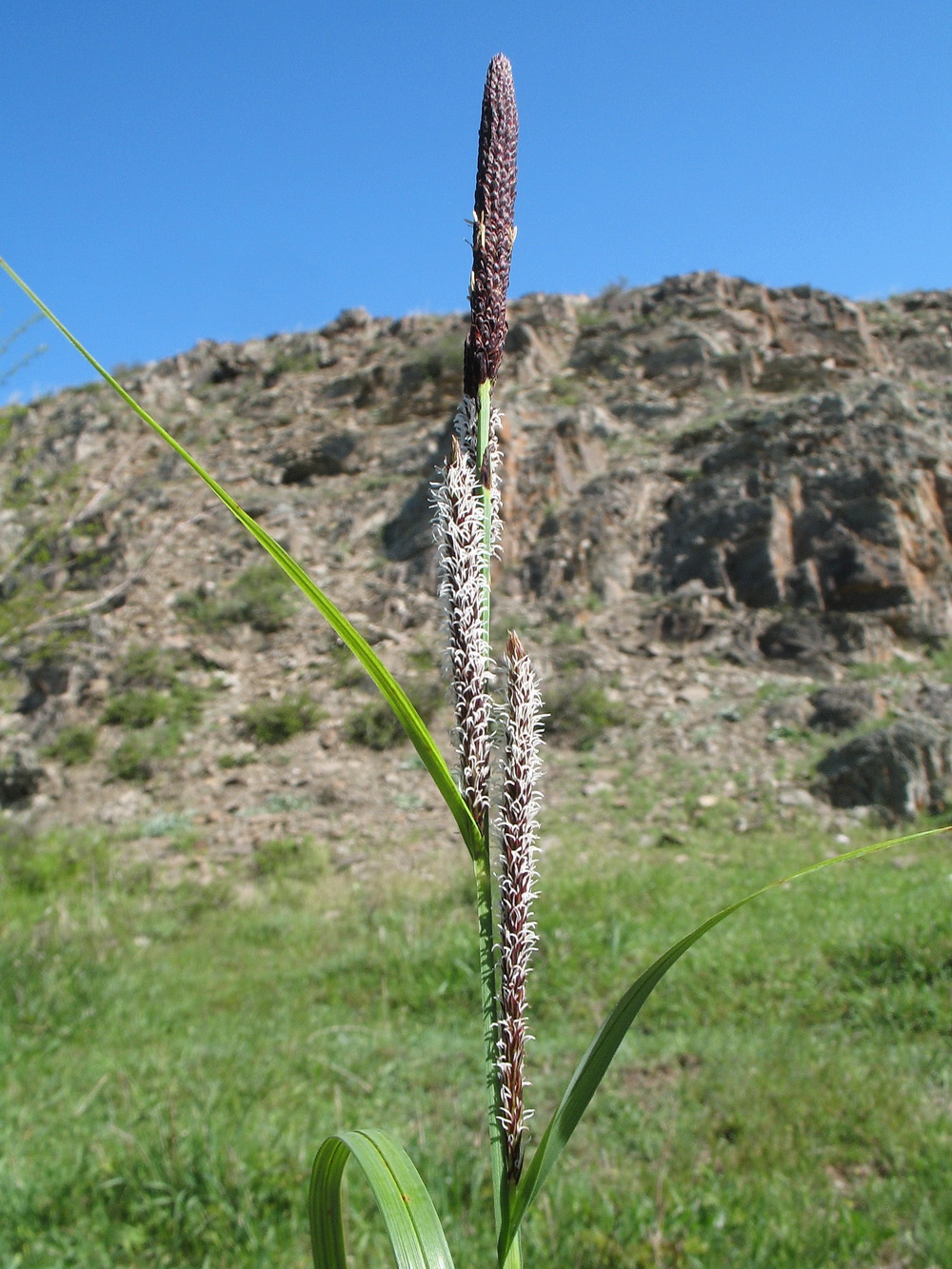 Image of Carex melanostachya specimen.