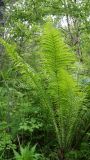 View full-size image Matteuccia struthiopteris