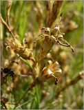 Dianthus deltoides. Соплодие. Чувашия, окр. г. Шумерля, Кумашкинский заказник, Соколова поляна. 6 июля 2010 г.