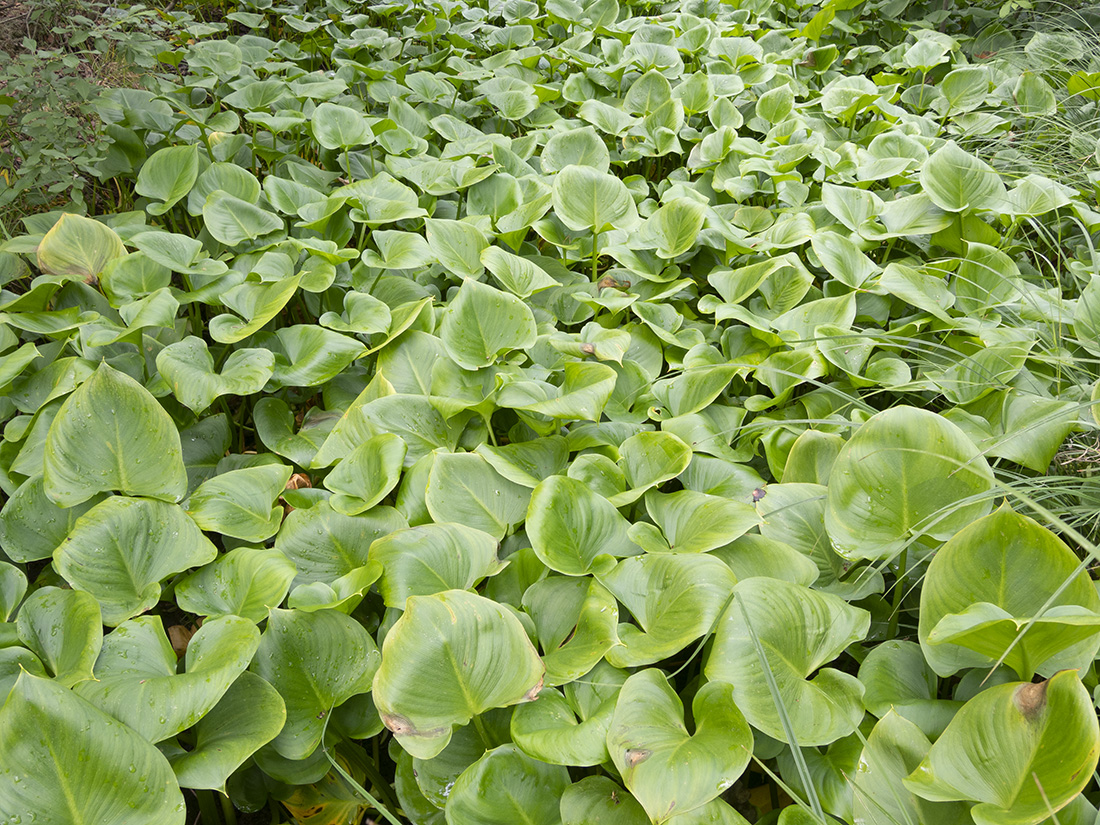 Image of Calla palustris specimen.