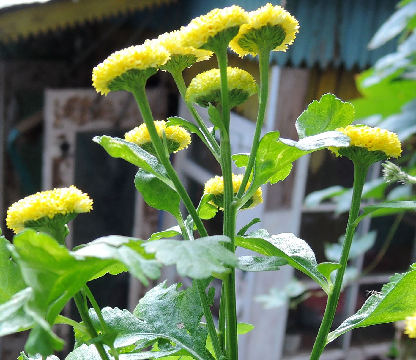 Image of Pyrethrum parthenium specimen.