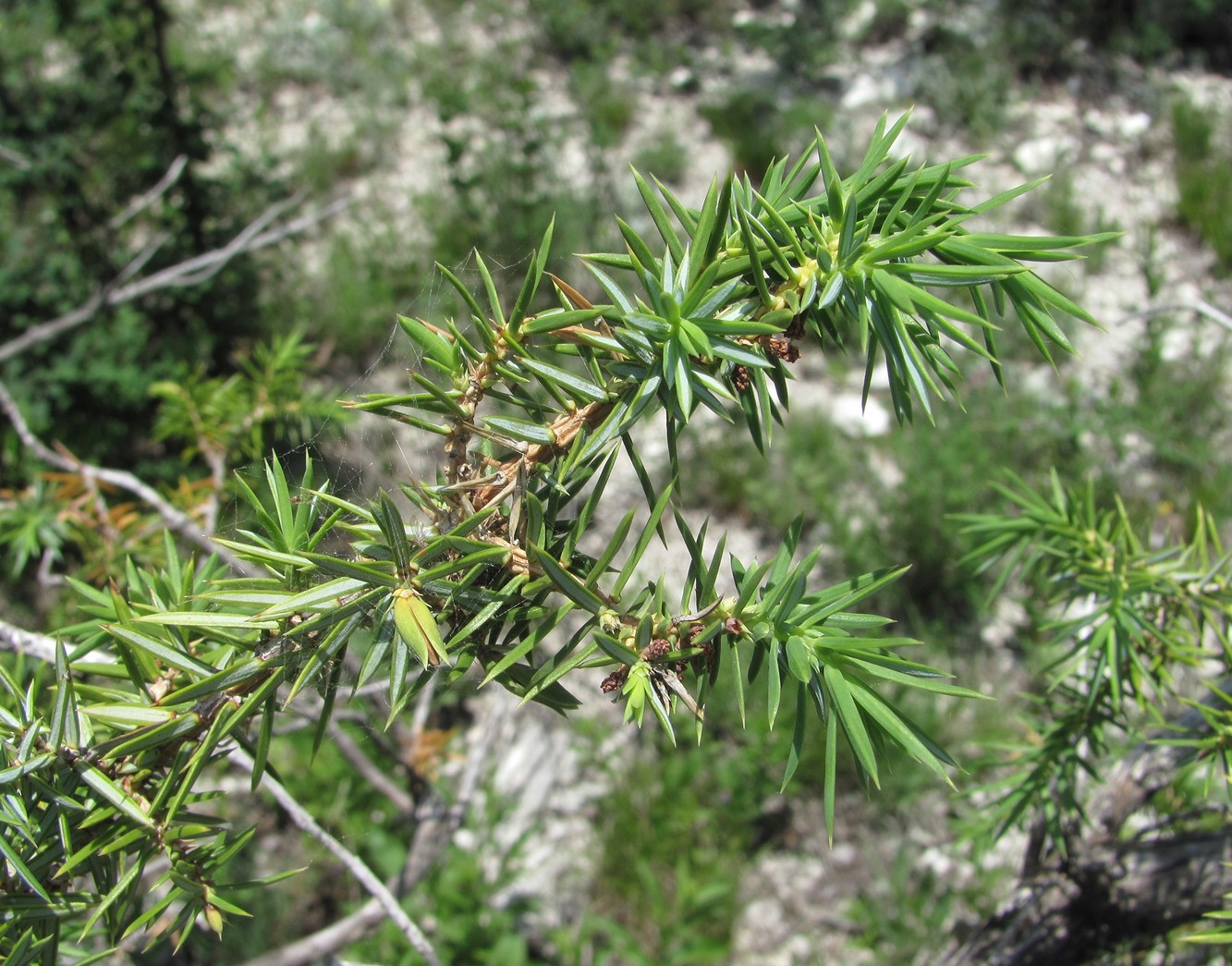 Image of Juniperus oblonga specimen.