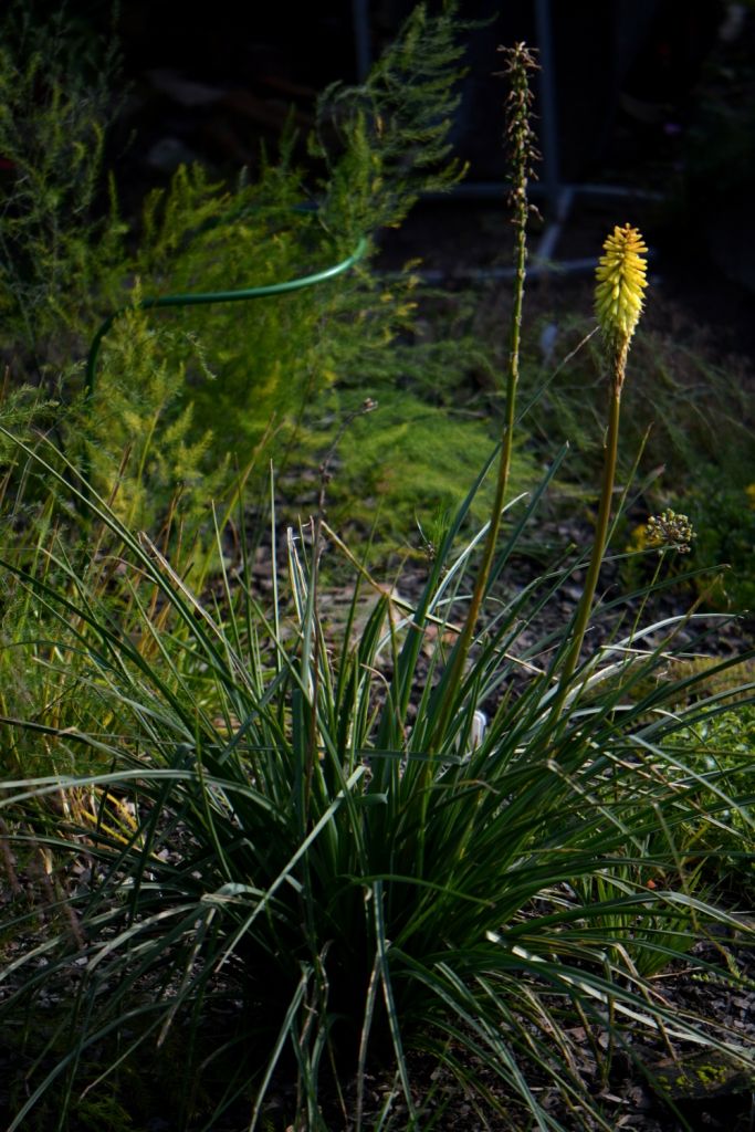 Image of Kniphofia uvaria specimen.