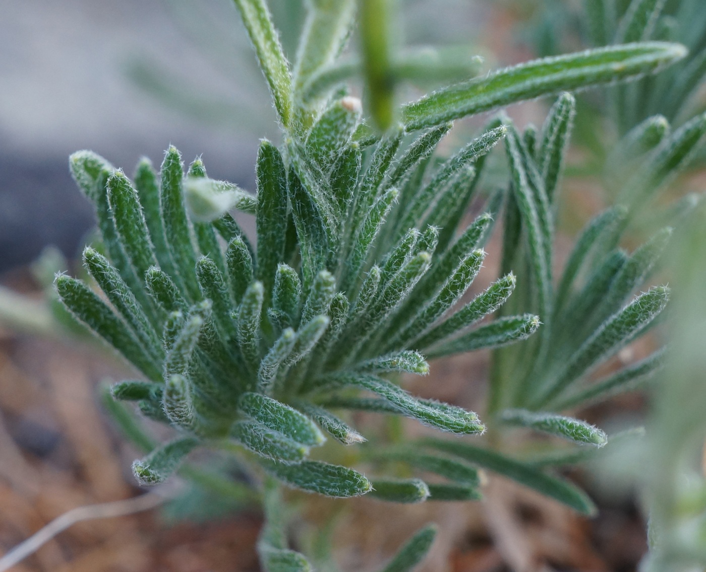 Image of Ptilotrichum tenuifolium specimen.