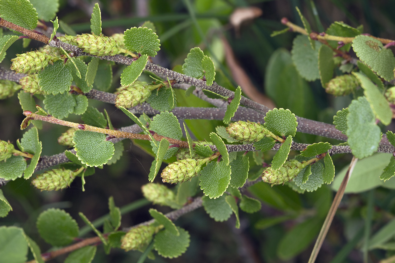 Изображение особи Betula exilis.