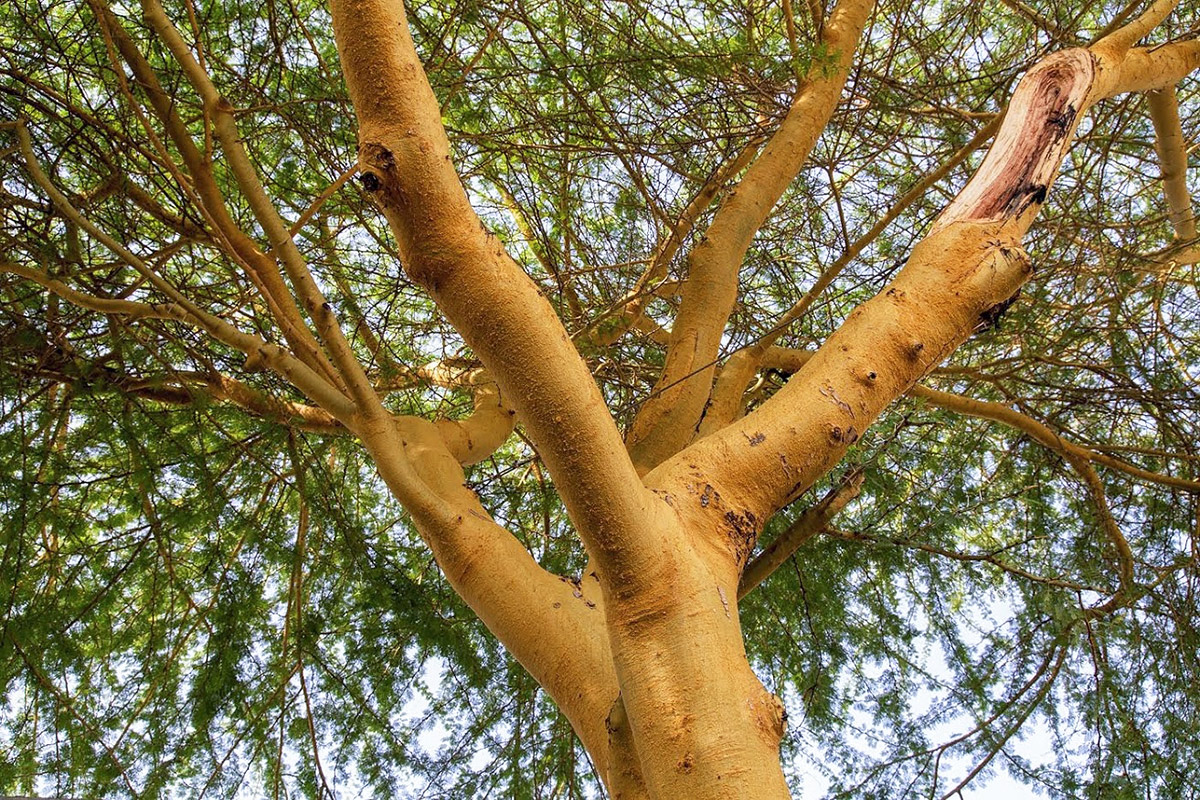 Image of Vachellia xanthophloea specimen.