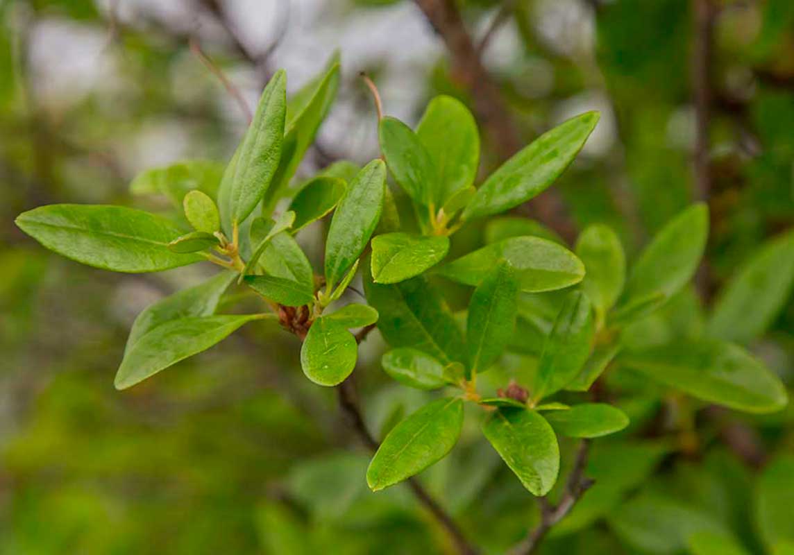 Изображение особи Rhododendron dauricum.