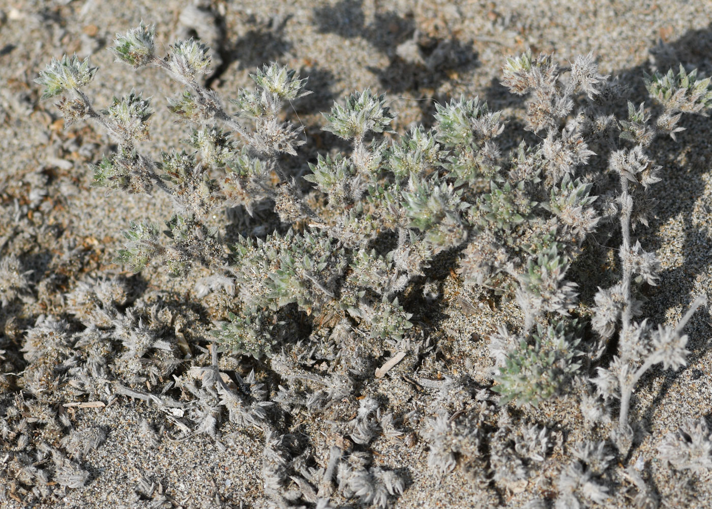 Image of Tiquilia paronychioides specimen.