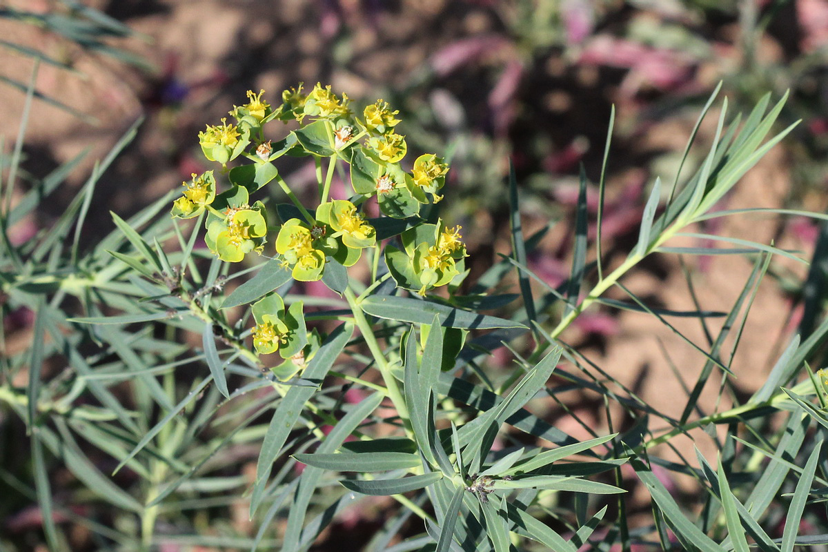 Изображение особи Euphorbia virgata.