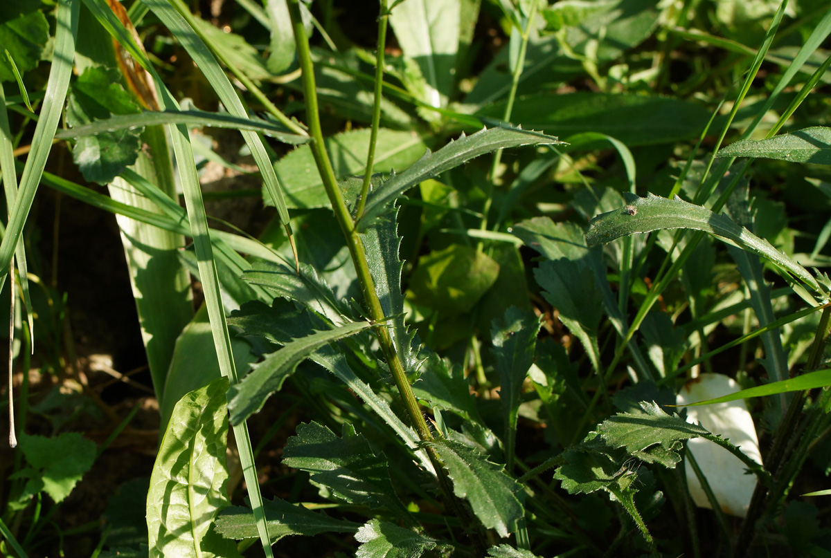 Изображение особи Leucanthemum maximum.