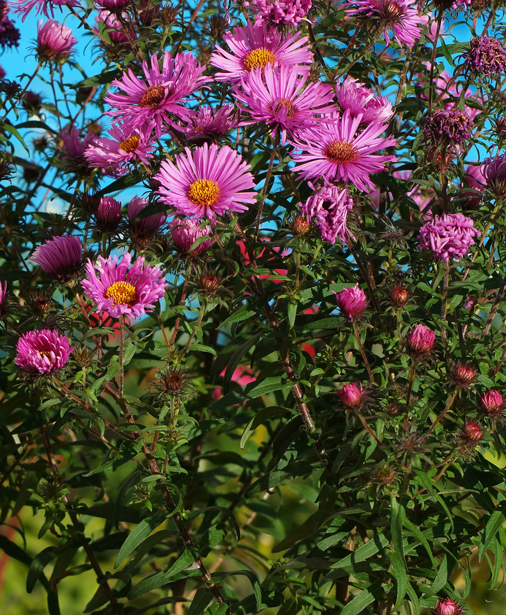 Изображение особи Symphyotrichum novae-angliae.