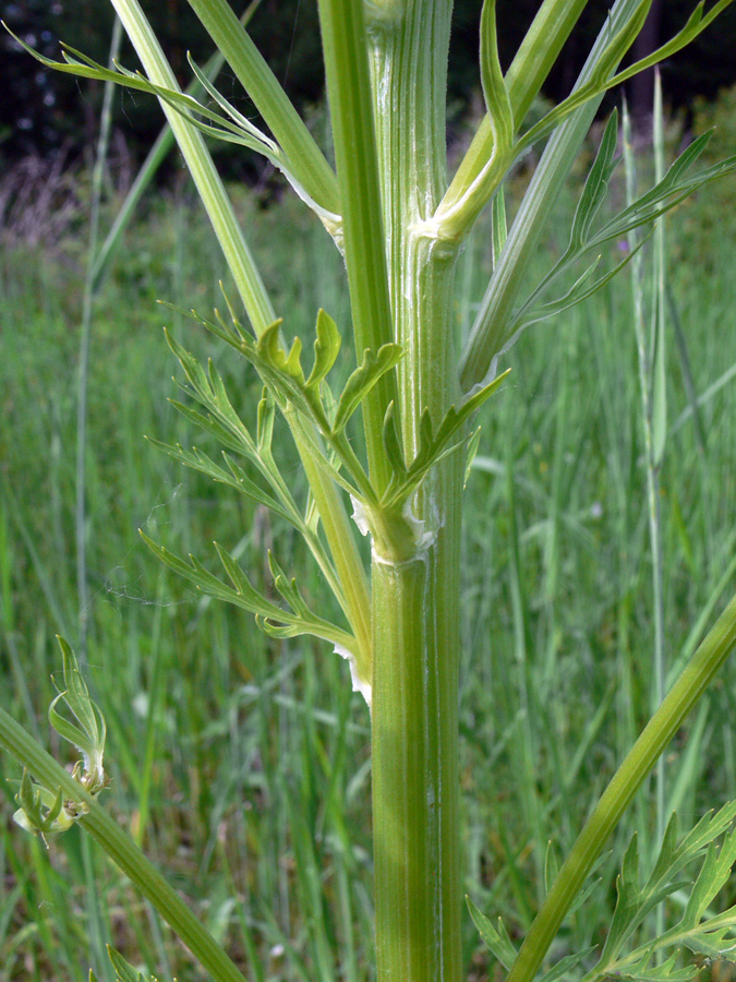 Image of Pleurospermum uralense specimen.