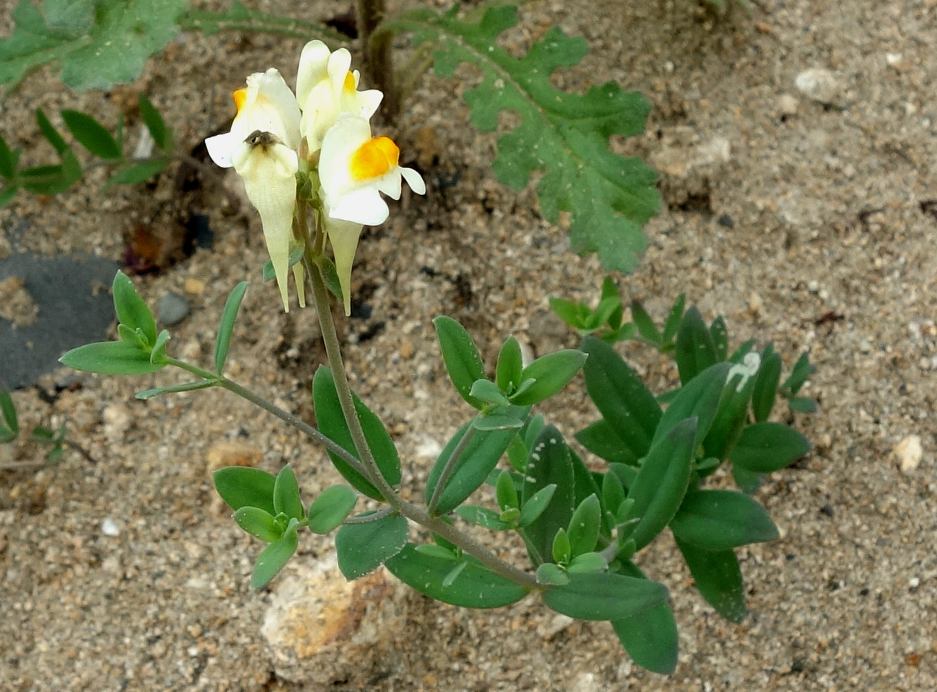 Image of Linaria japonica specimen.