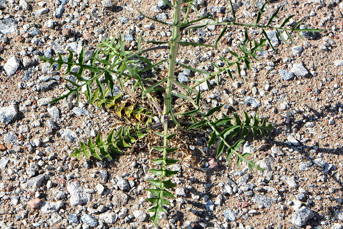 Image of Sisymbrium altissimum specimen.