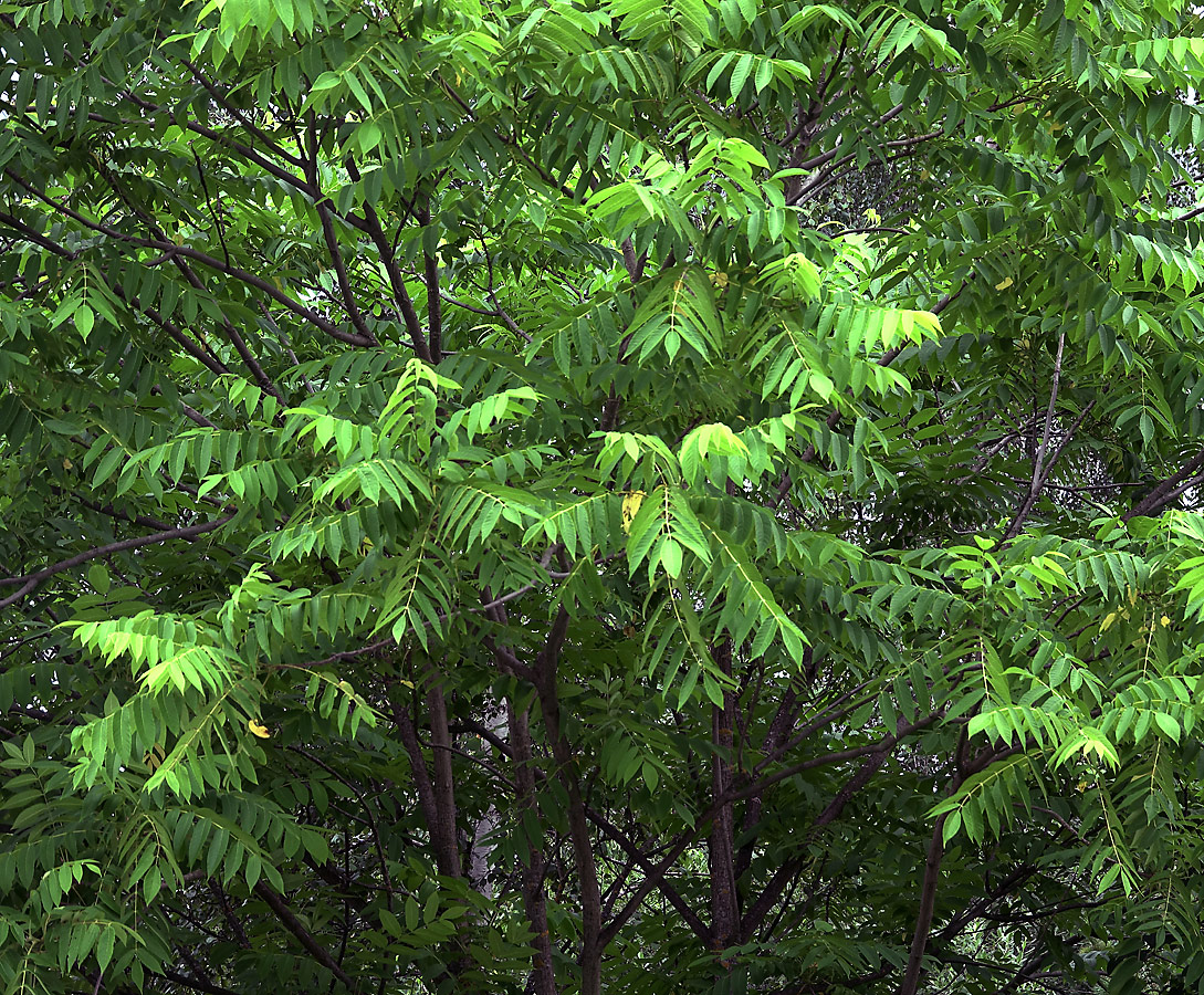 Изображение особи Juglans mandshurica.