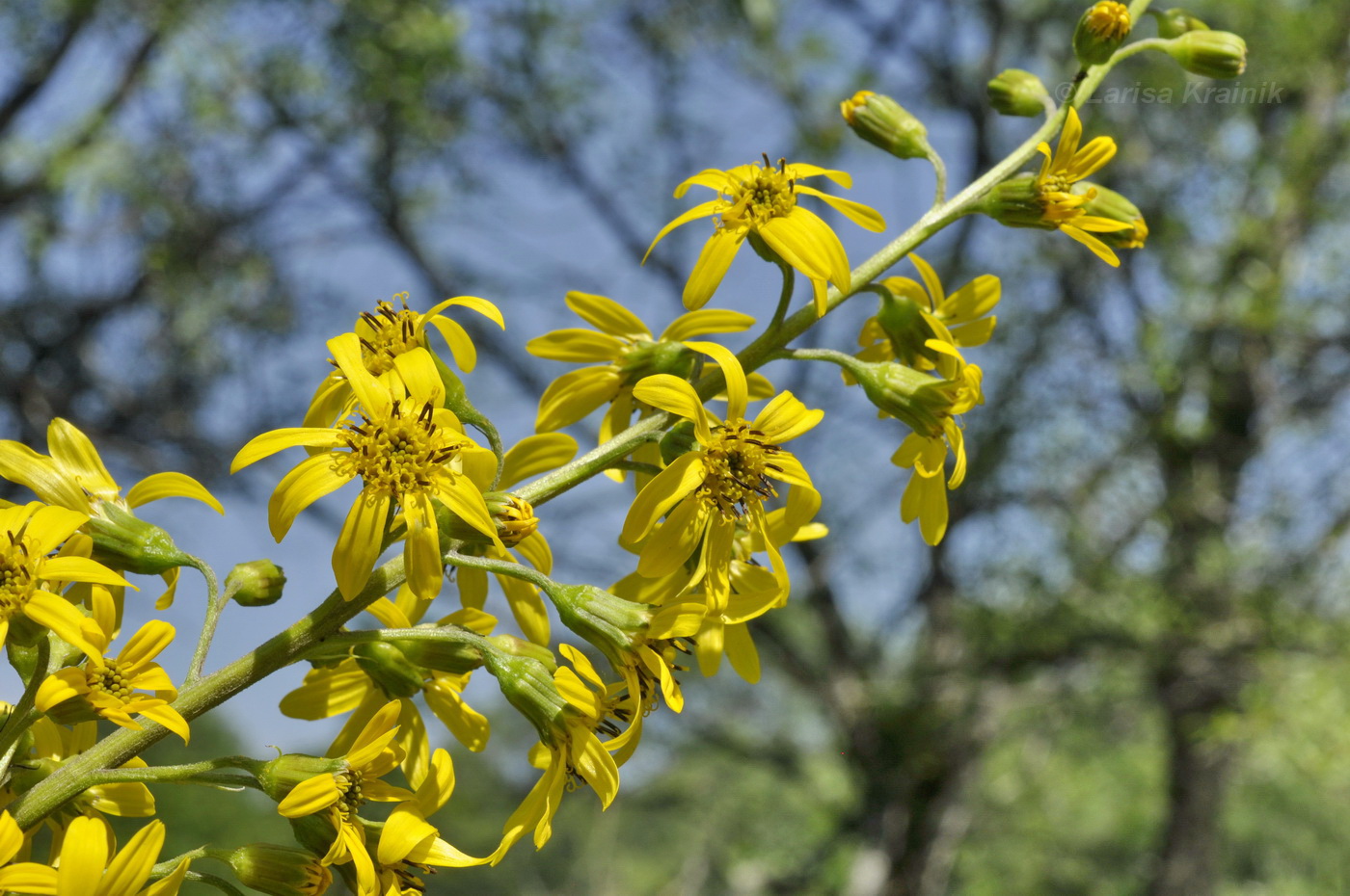 Изображение особи Ligularia jaluensis.