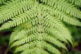 Athyrium filix-femina