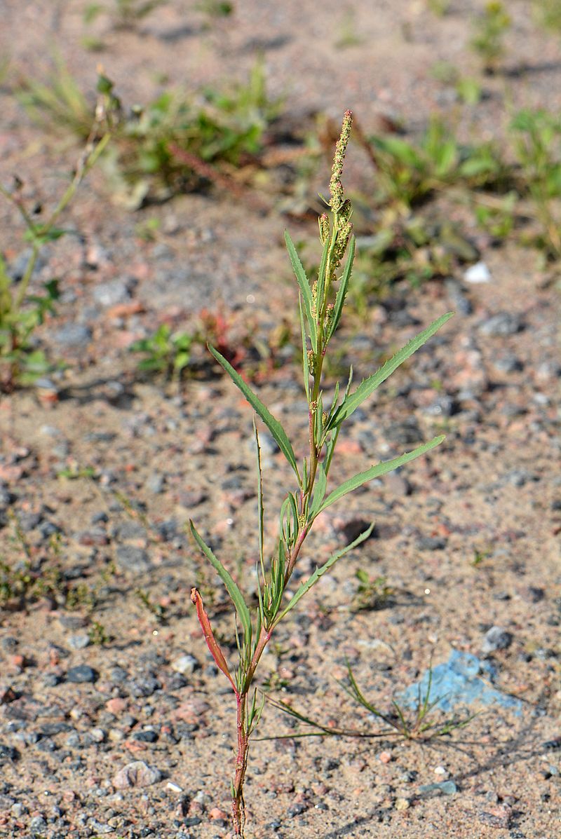 Изображение особи Atriplex laevis.