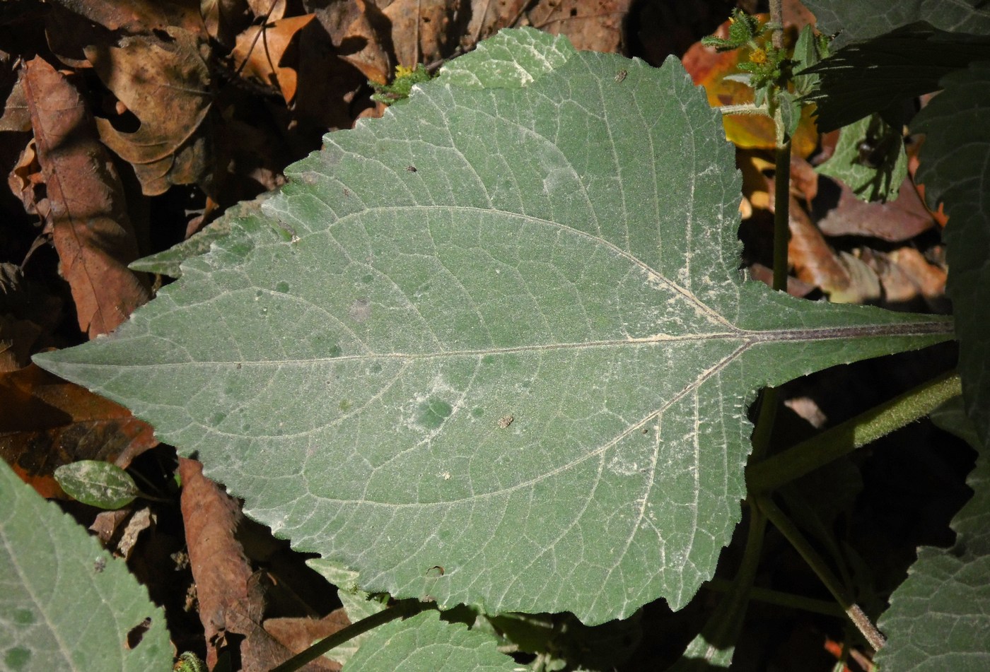 Изображение особи Sigesbeckia orientalis.