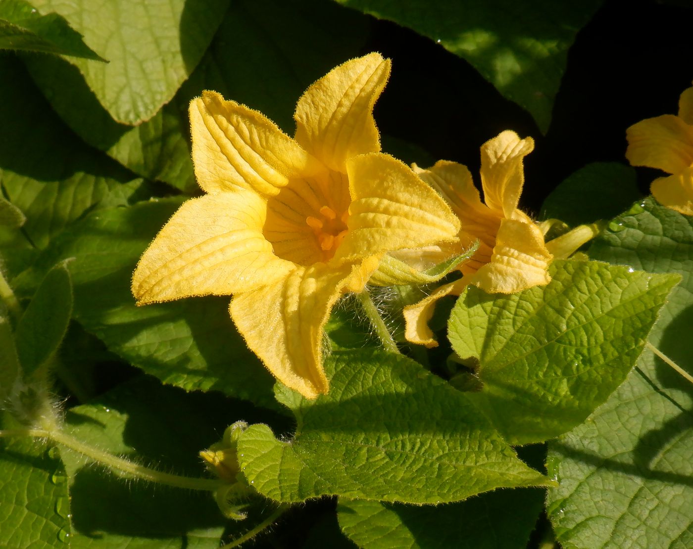 Image of Thladiantha dubia specimen.