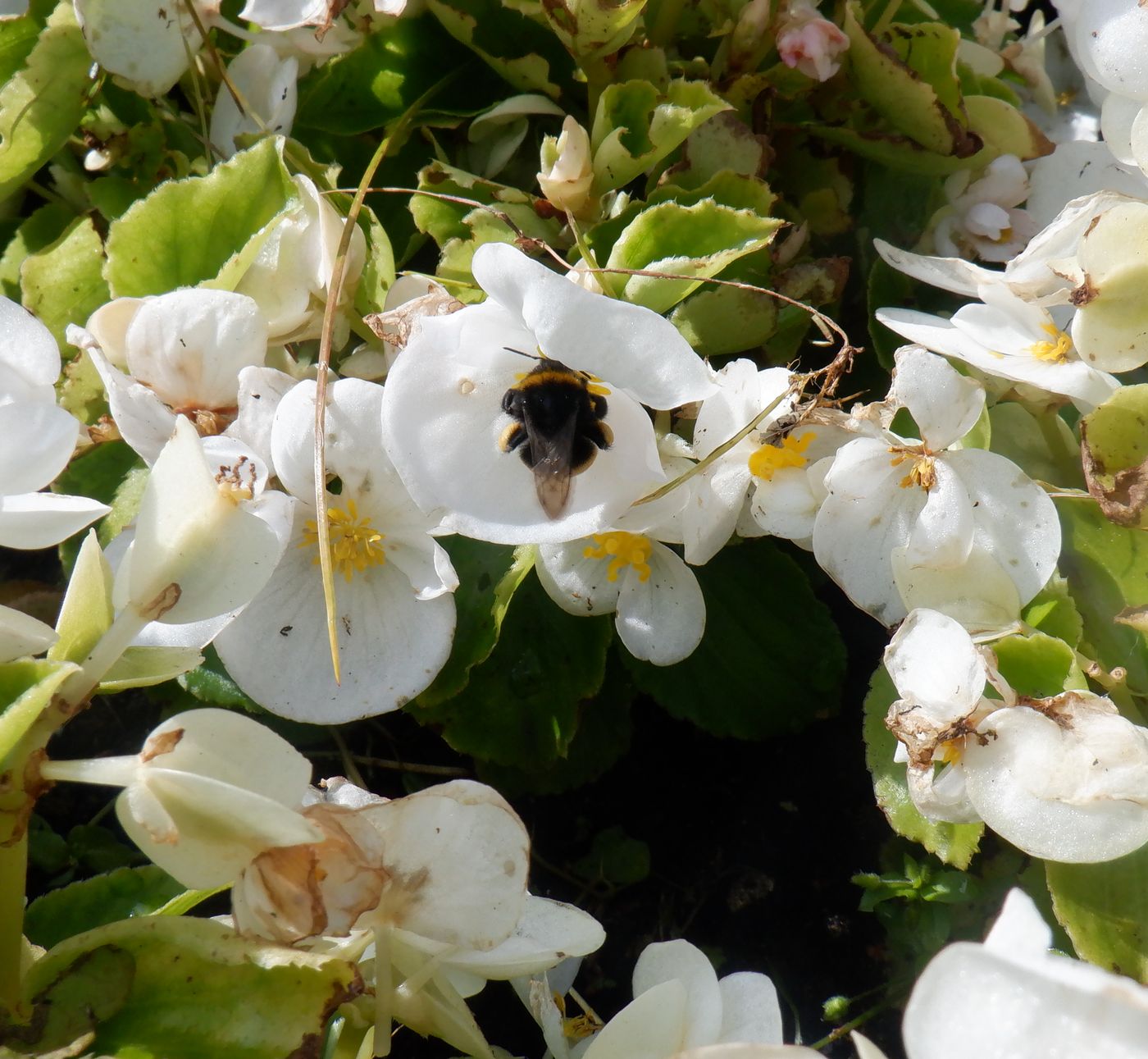 Изображение особи Begonia &times; hortensis.