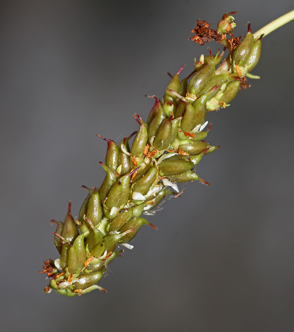 Image of Aruncus parvulus specimen.