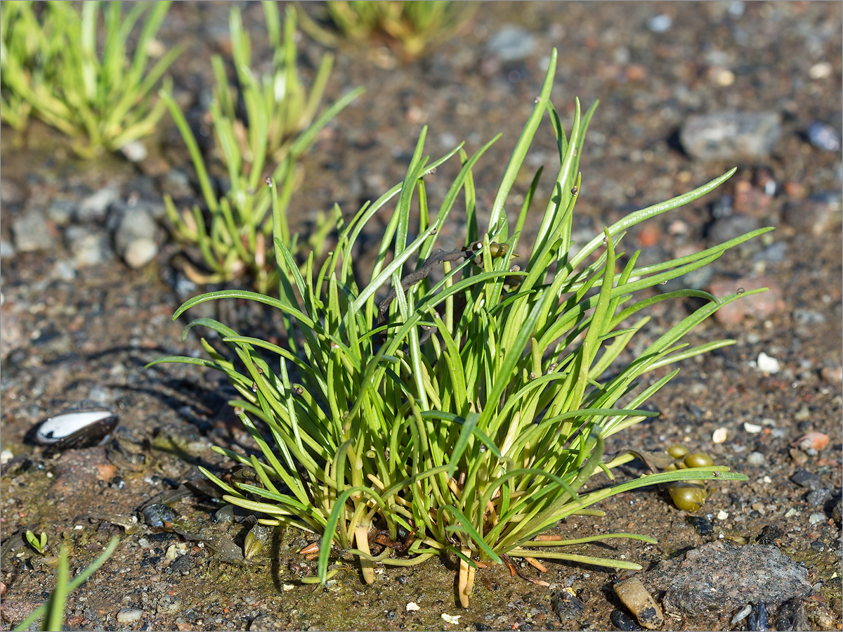 Image of Tripolium pannonicum ssp. tripolium specimen.